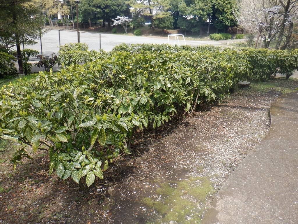 アオキの生垣.jpg