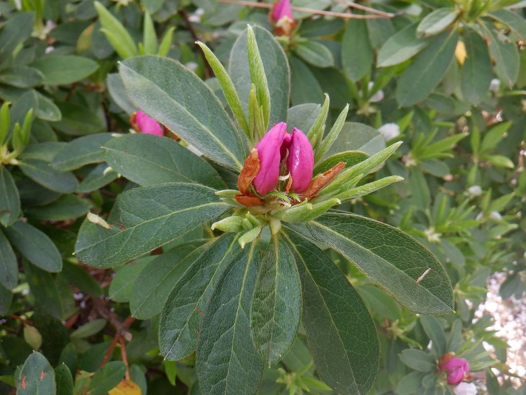 ツツジ つぼみ.jpg