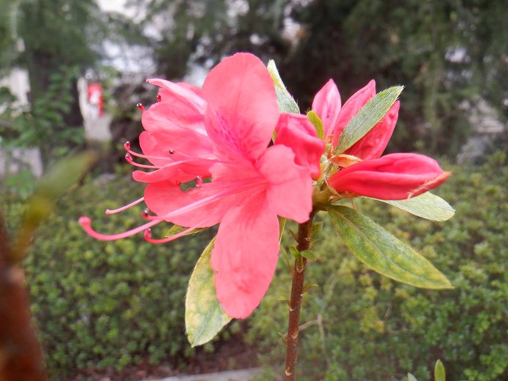 ツツジ 開花.jpg