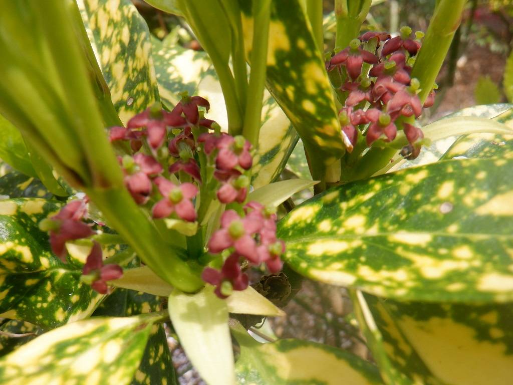 アオキ 雌花.jpg