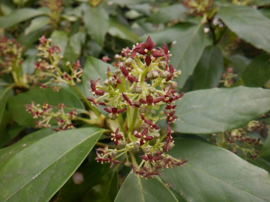 アオキ 雄花.jpg