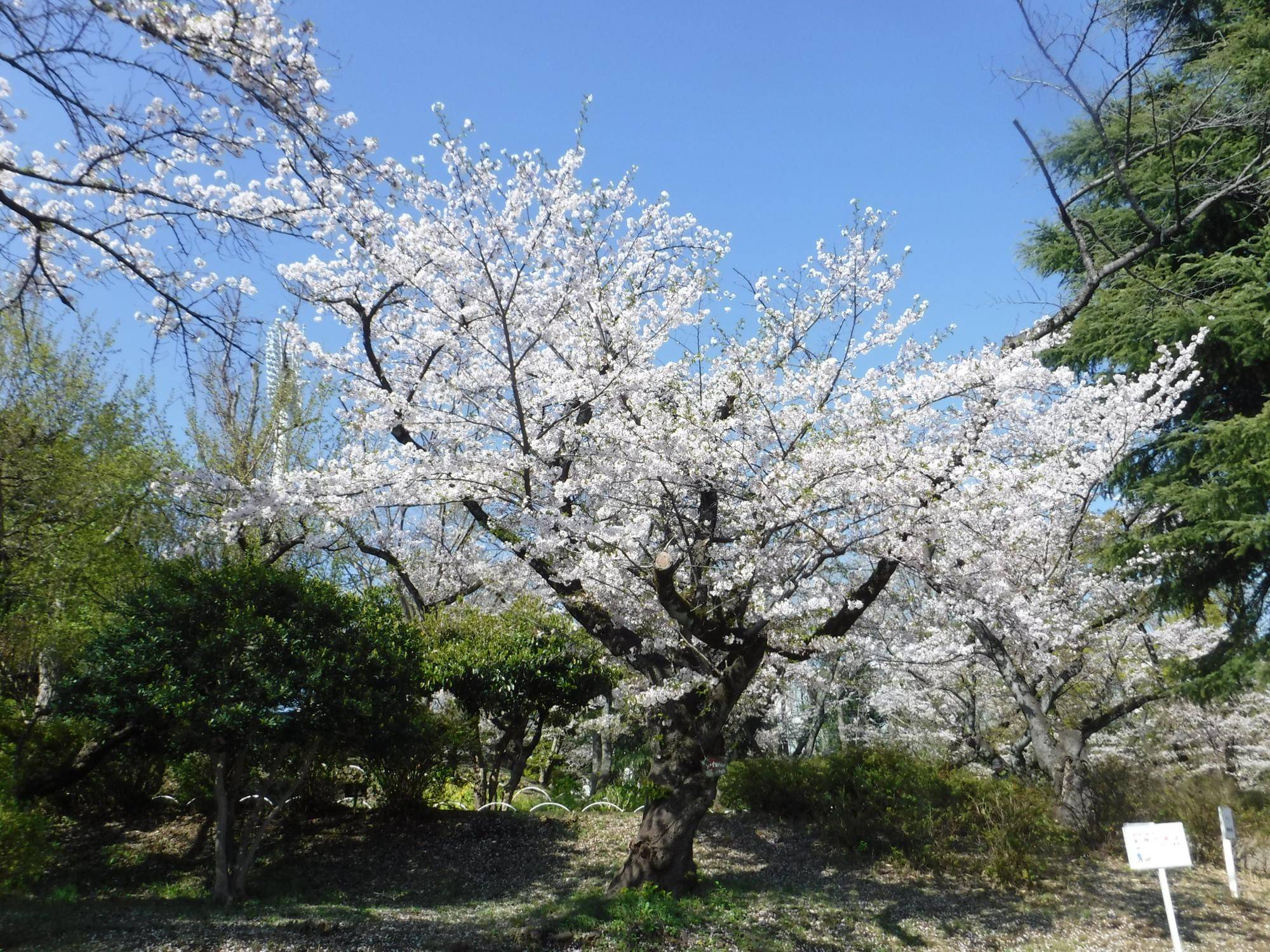 3/3の誕生花は「シロツメクサ」です。 花言葉は「私を思って