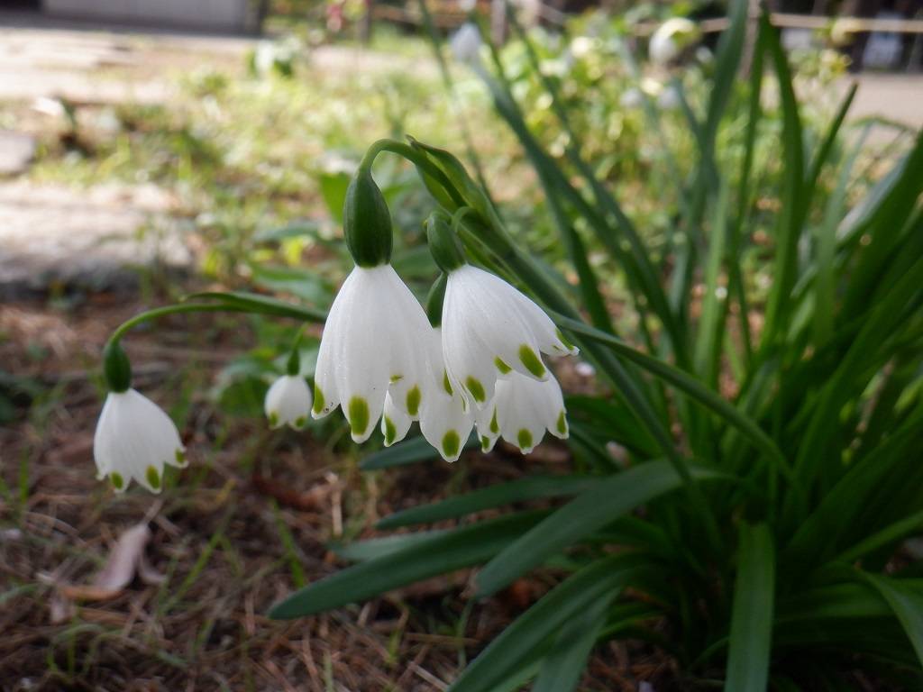 スノードロップ.jpg