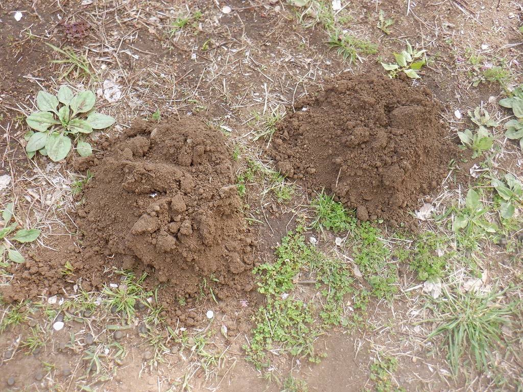 モグラの跡.jpg