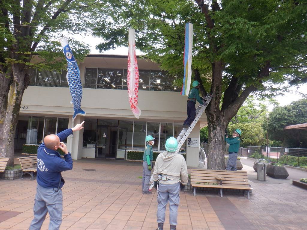 こいのぼりの設置4.jpg