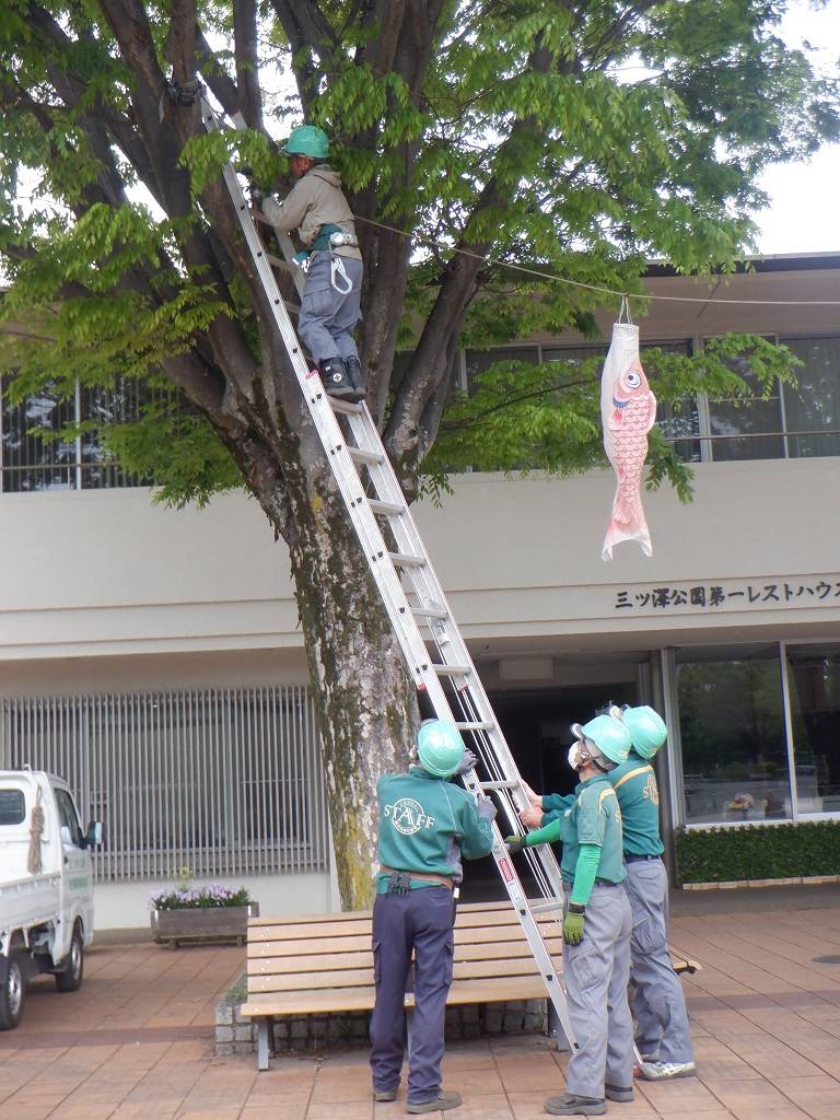 こいのぼりの設置1.jpg