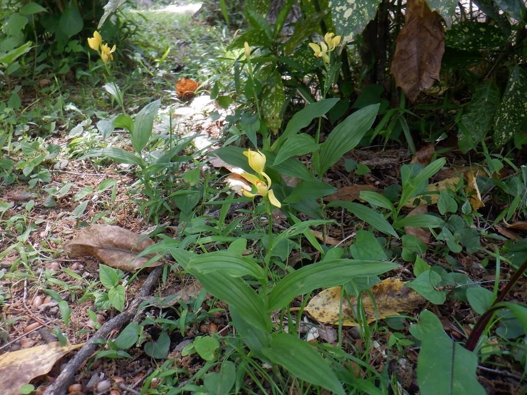 キンラン にょきにょき.jpg