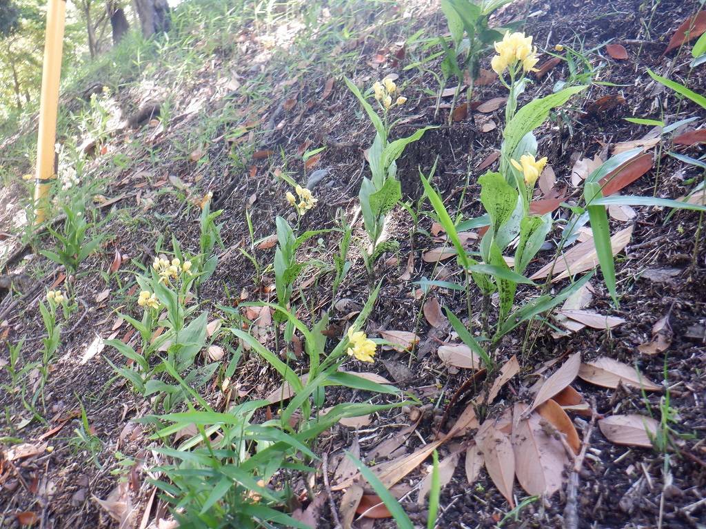 キンラン 斜面地.jpg