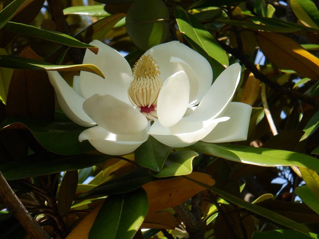 タイサンボク 開花.jpg