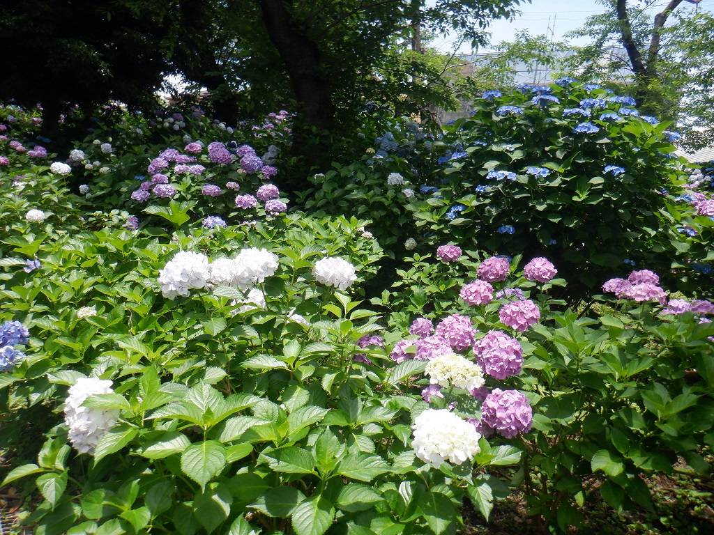 アジサイ園1.jpg