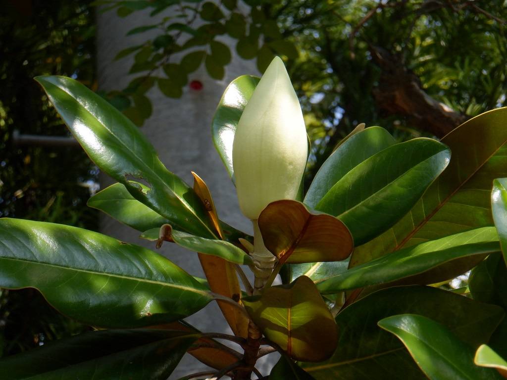 タイサンボク つぼみ.jpg