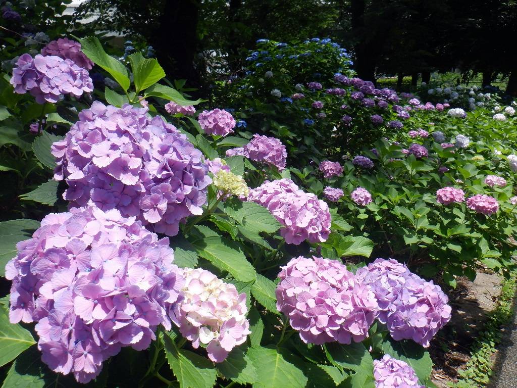 アジサイ園3.jpg