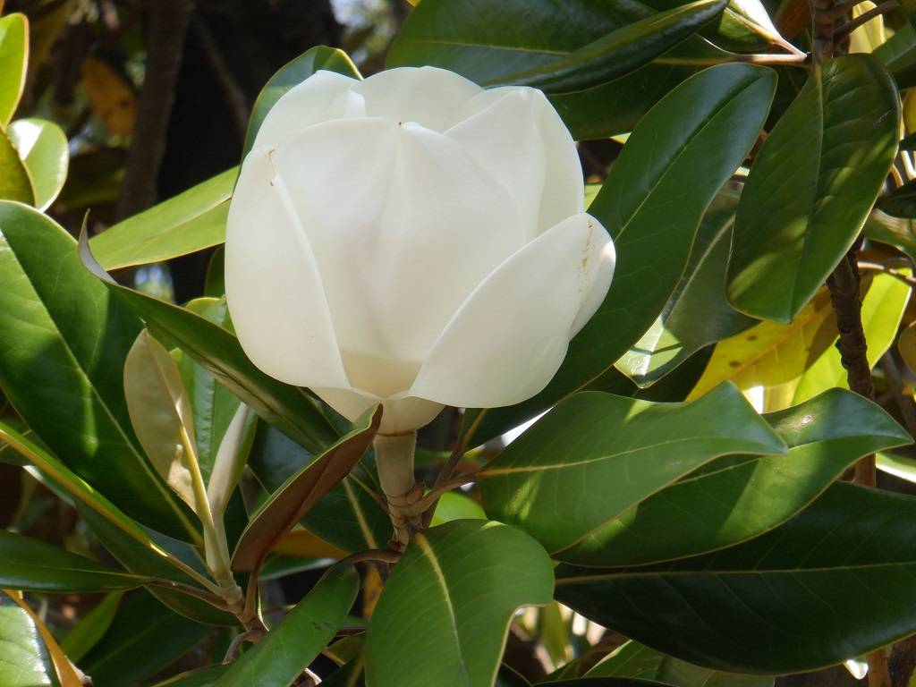 タイサンボク 半開.jpg