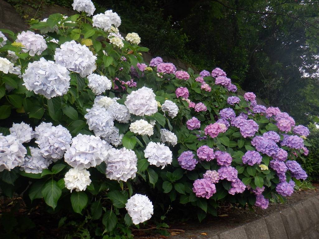 テニスコート脇のあじさい１.jpg