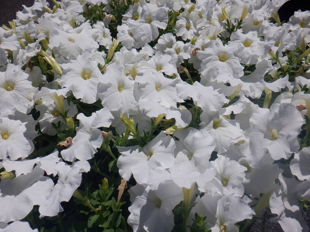 ペチュニア 白.jpg