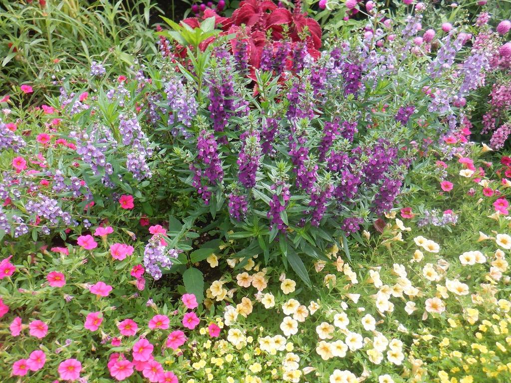 平沼花壇のお花.jpg