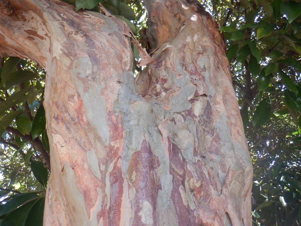 サルスベリ 樹肌.jpg