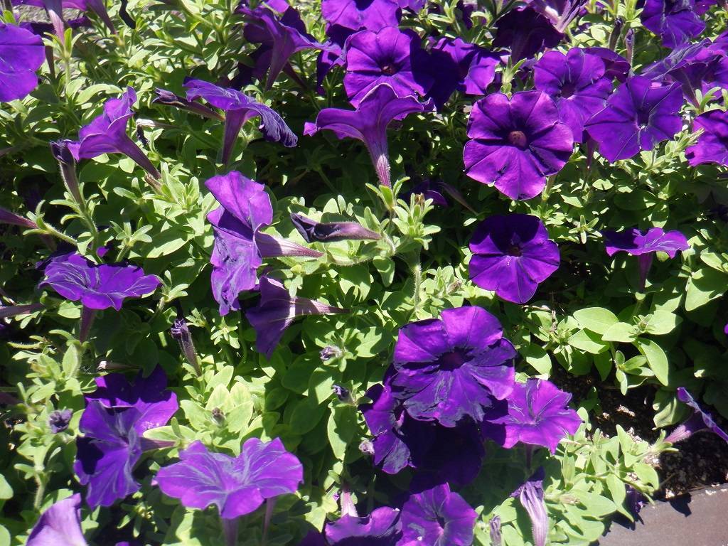 ペチュニア 紫.jpg