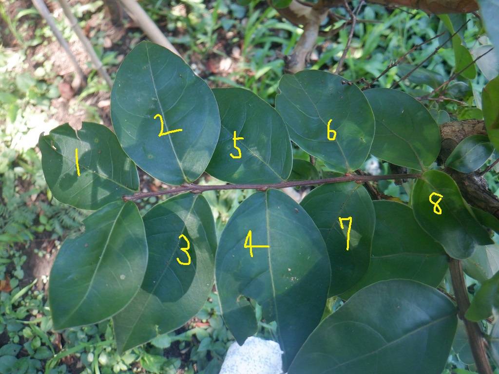 サルスベリ コクサギ型葉序.jpg