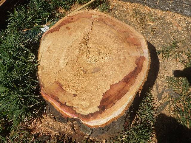 ケヤキの切り口.jpg