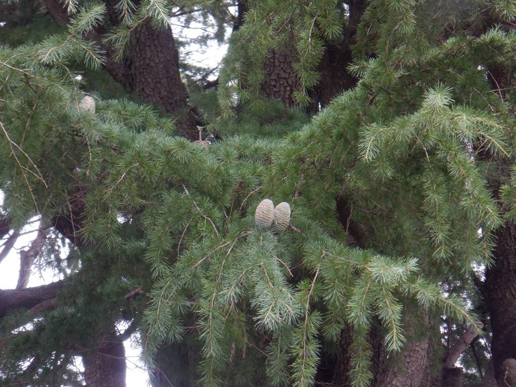 ヒマラヤスギ シダーローズ.jpg