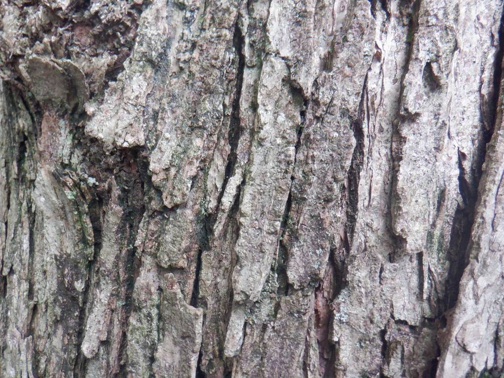 カツラの幹.jpg
