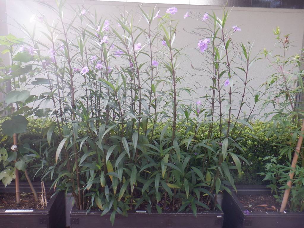 ルエリア パープルシャワー.jpg