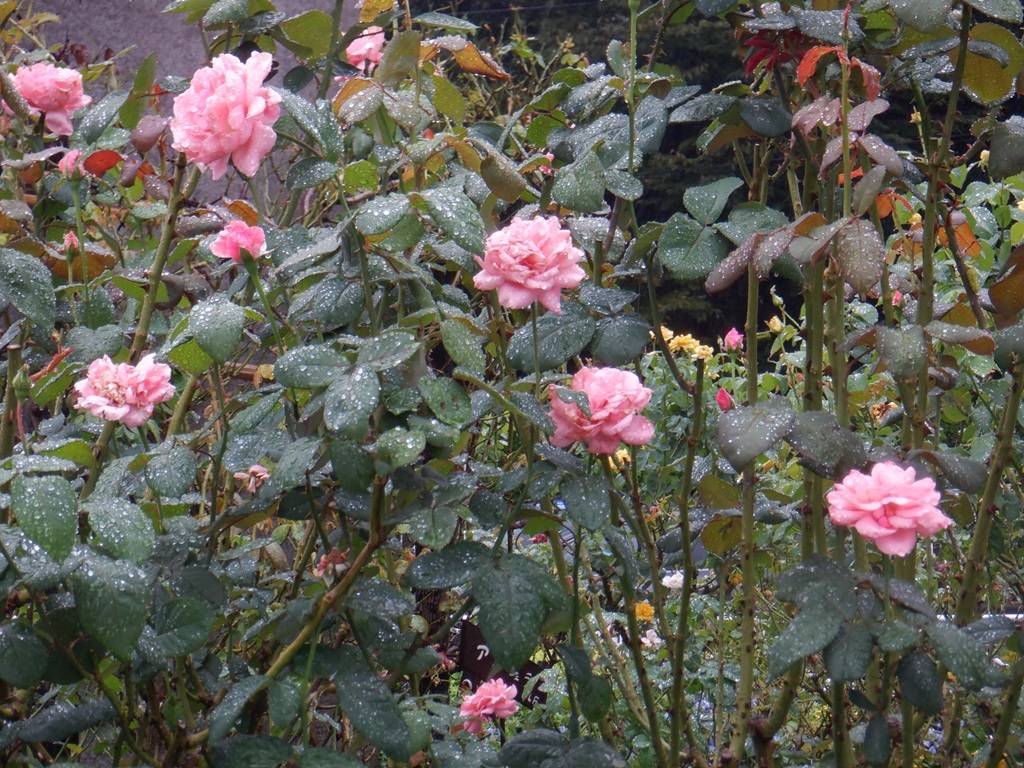 秋のバラ-4.jpg