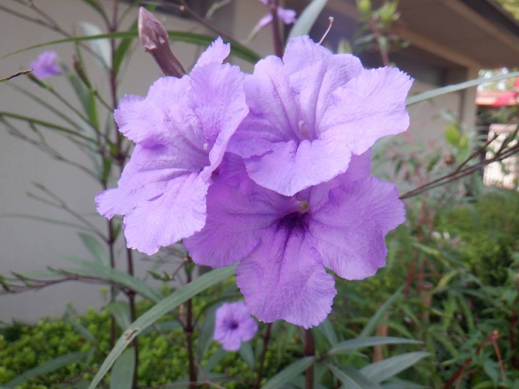 ルエリア パープルシャワー花.jpg