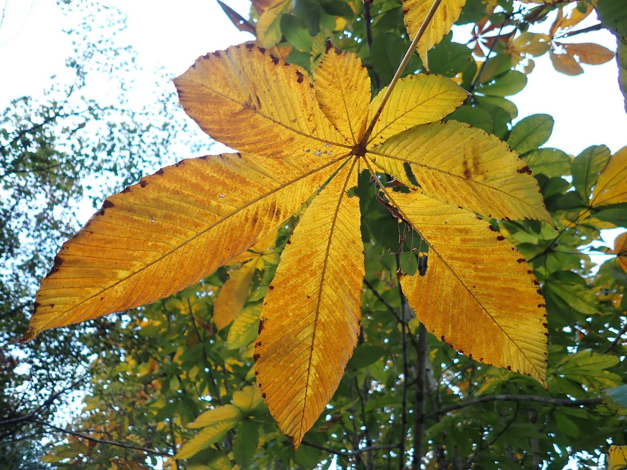 トチノキの葉.jpg