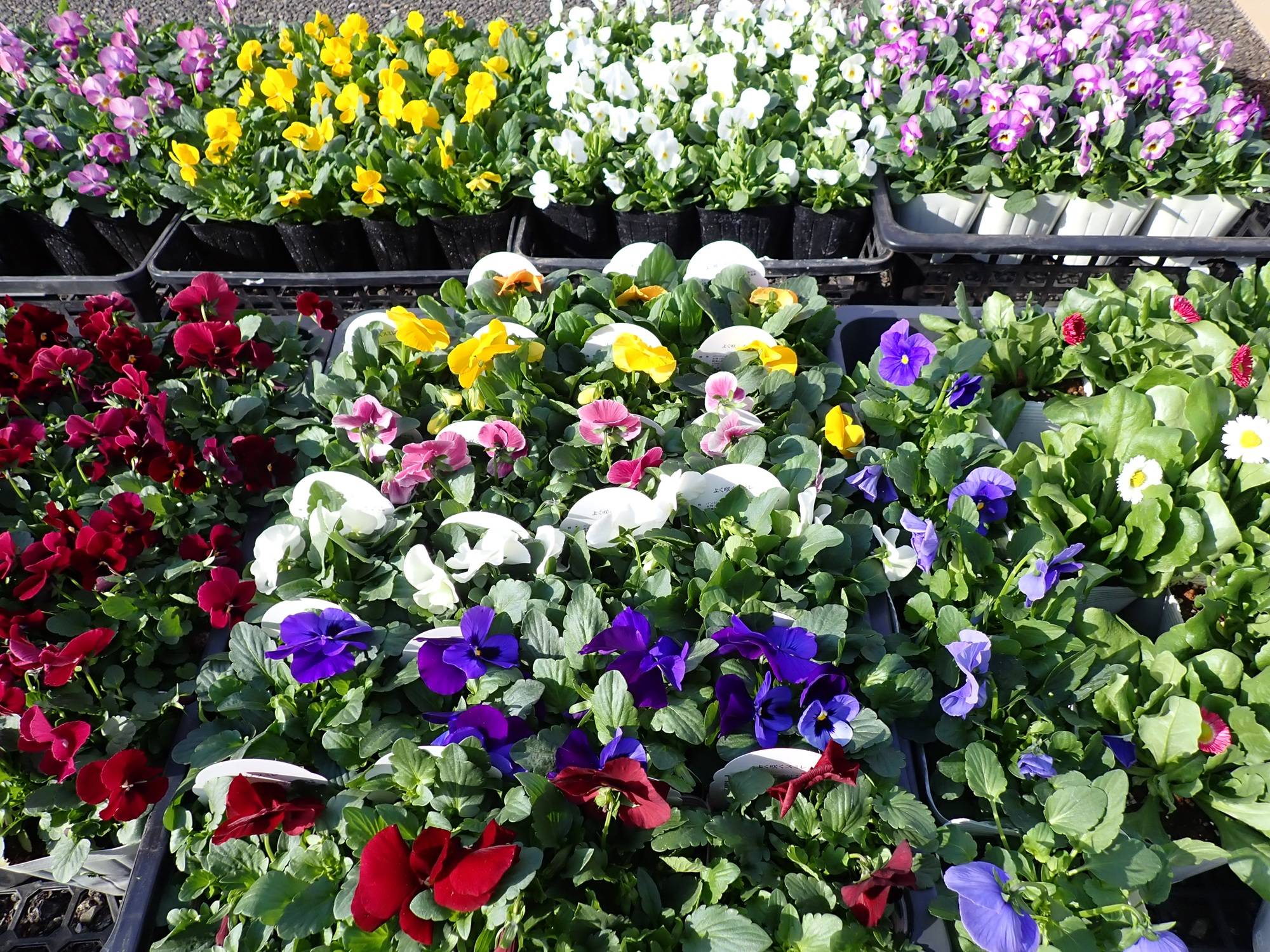 パンジー、ビオラ.jpg