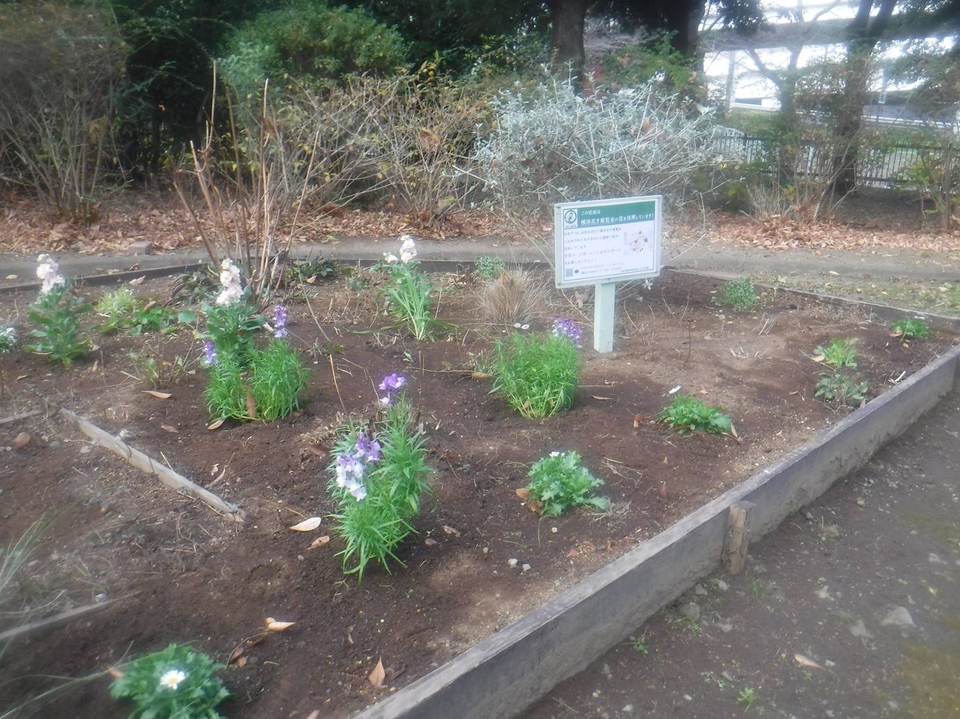 自由広場花壇.jpg