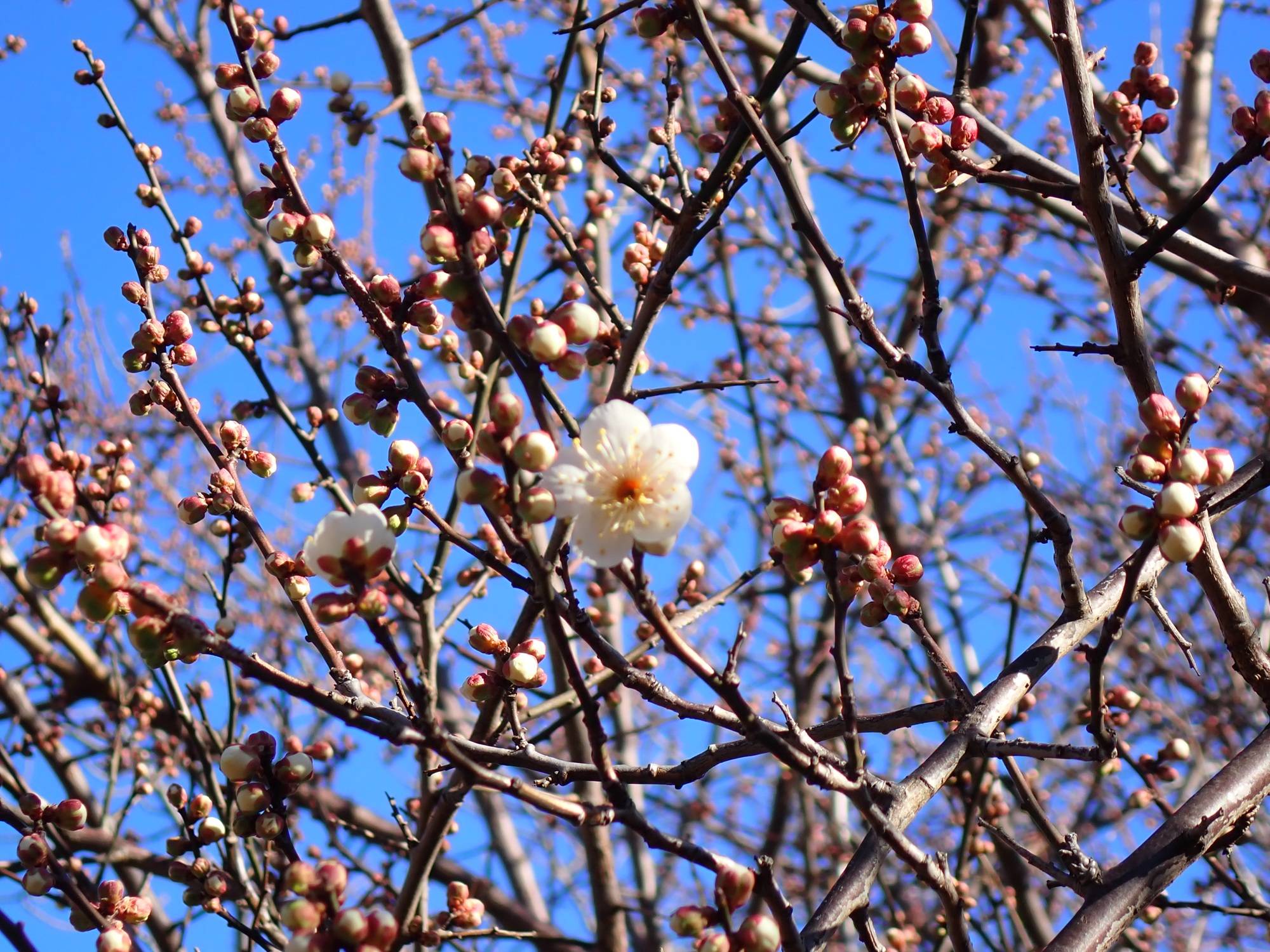 ウメの開花.jpg