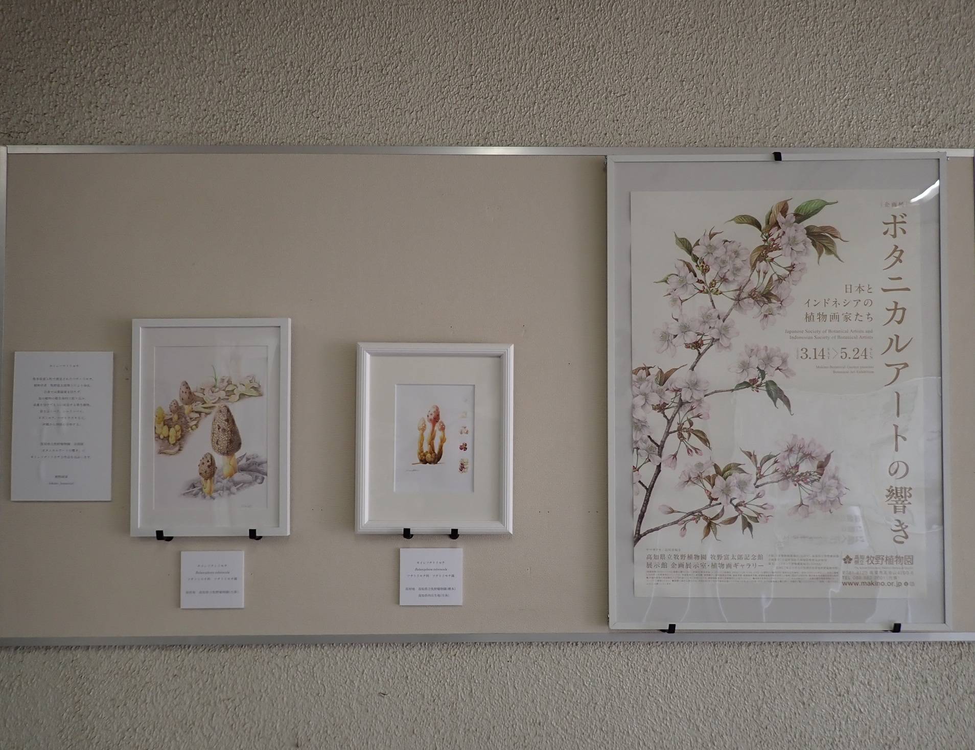 ボタニカルアートコーナー.jpg