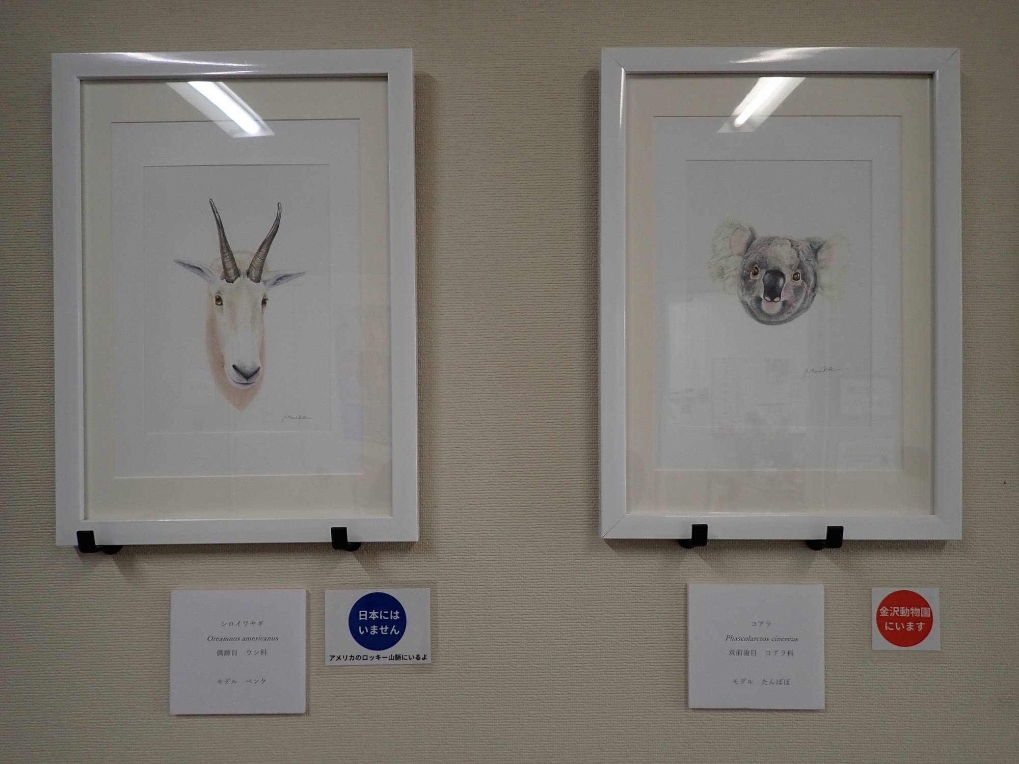 コアラ、シロイワヤギ.jpg