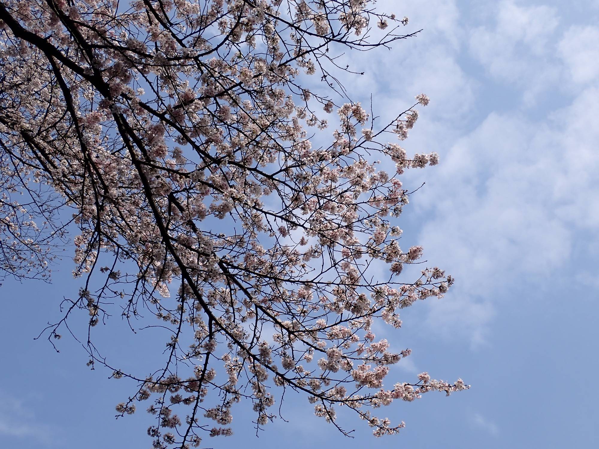 青空とサクラ.jpg