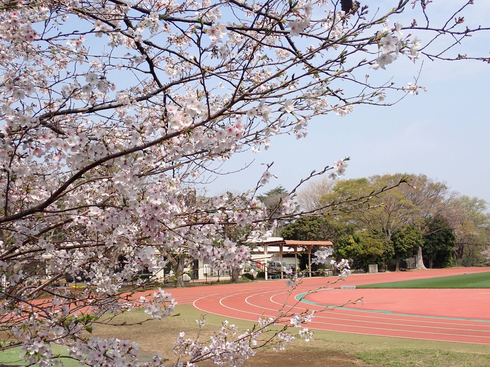 補助陸上競技場とサクラ.jpg