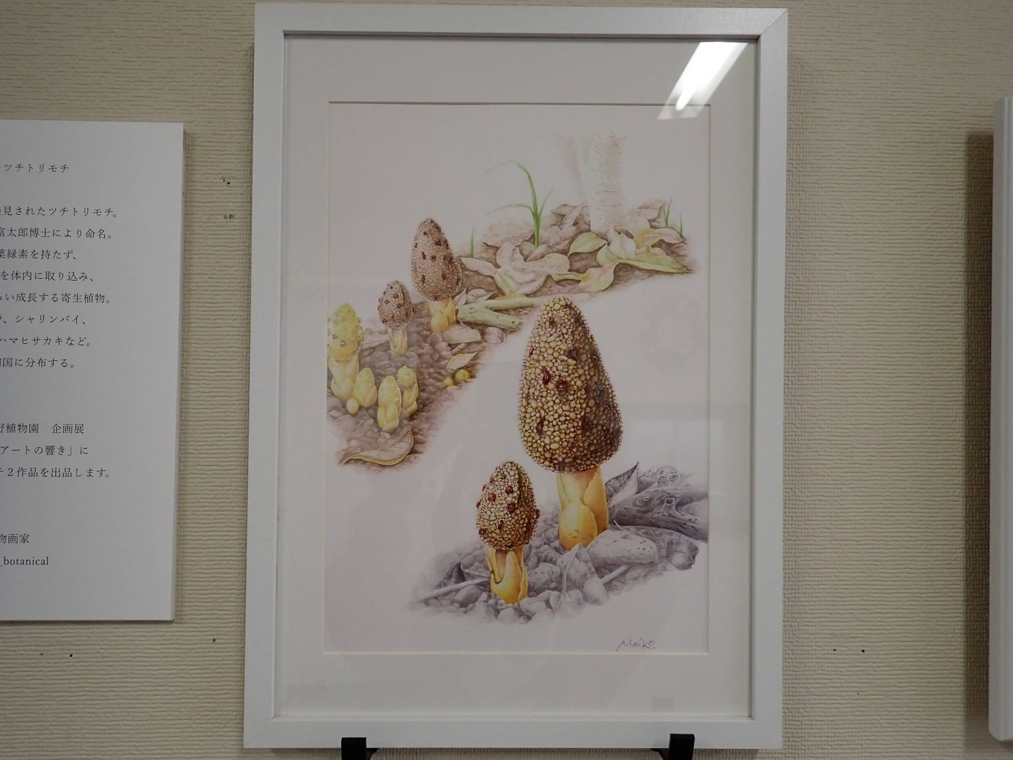 キイレツチトリモチ（生体）の 絵.jpg