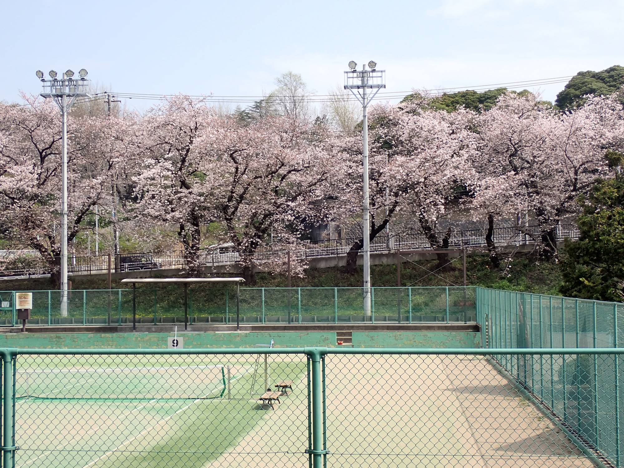 テニスコートとサクラ.jpg