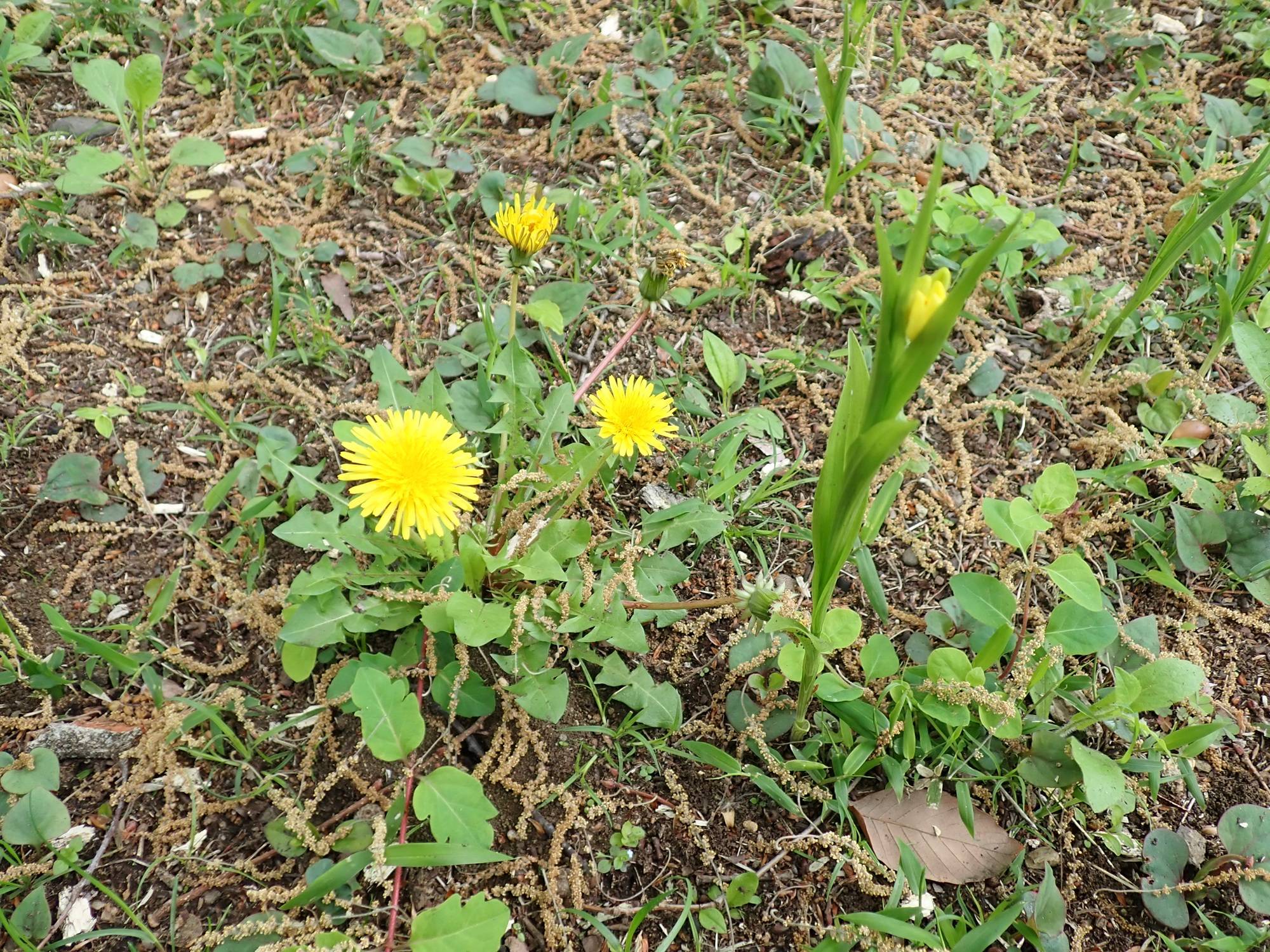 キンランとタンポポ.jpg