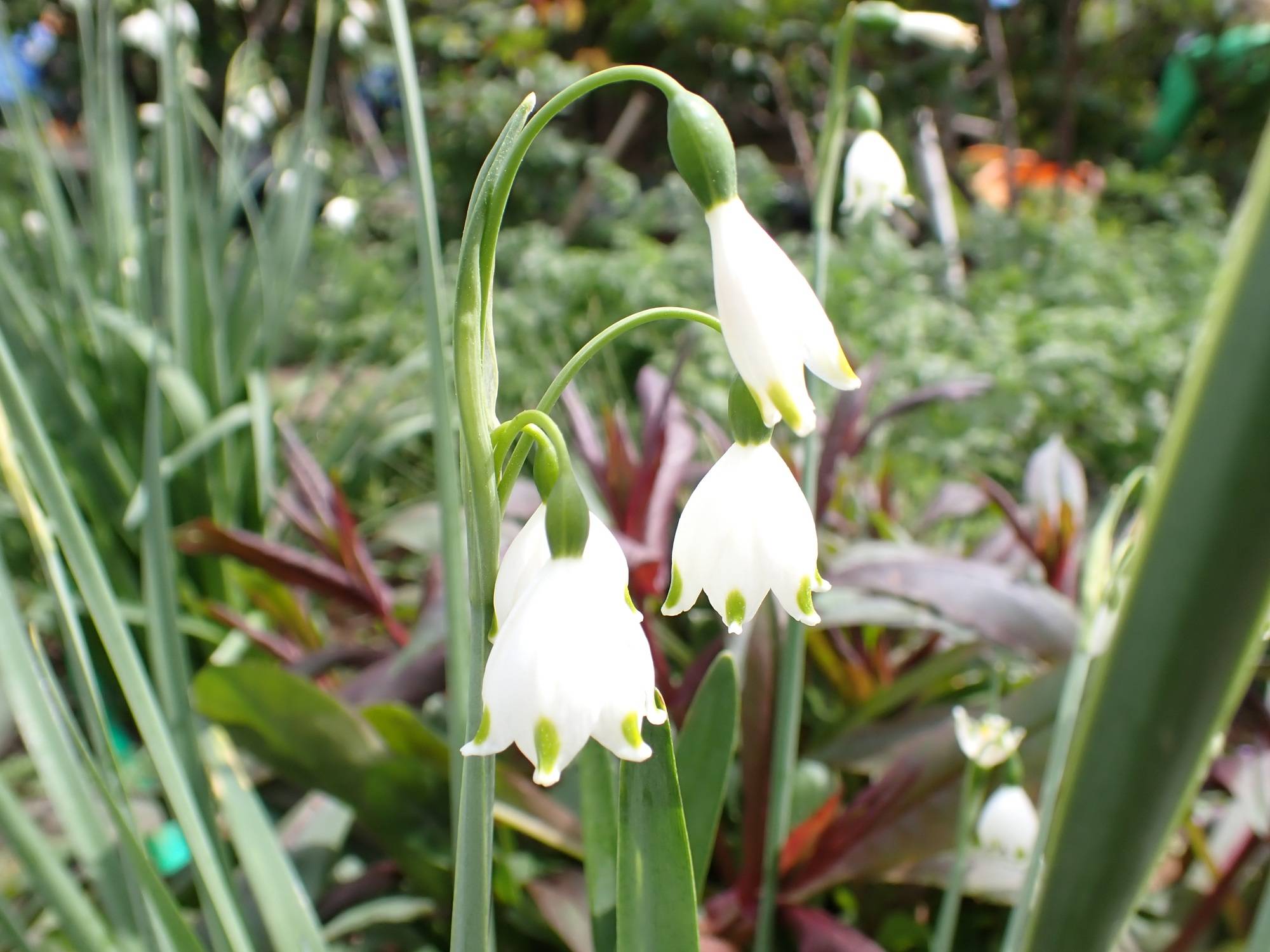 スノードロップ.jpg