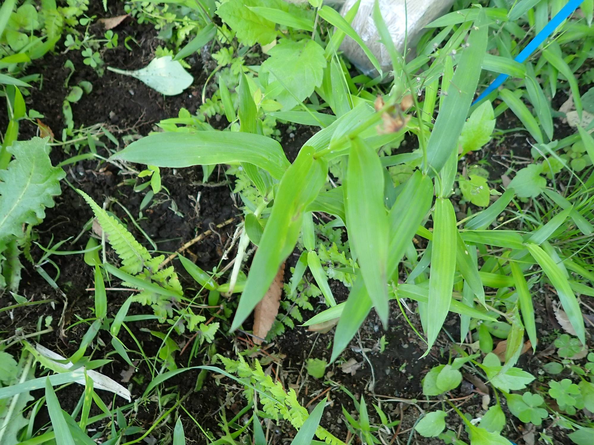 植えてみた２.jpg
