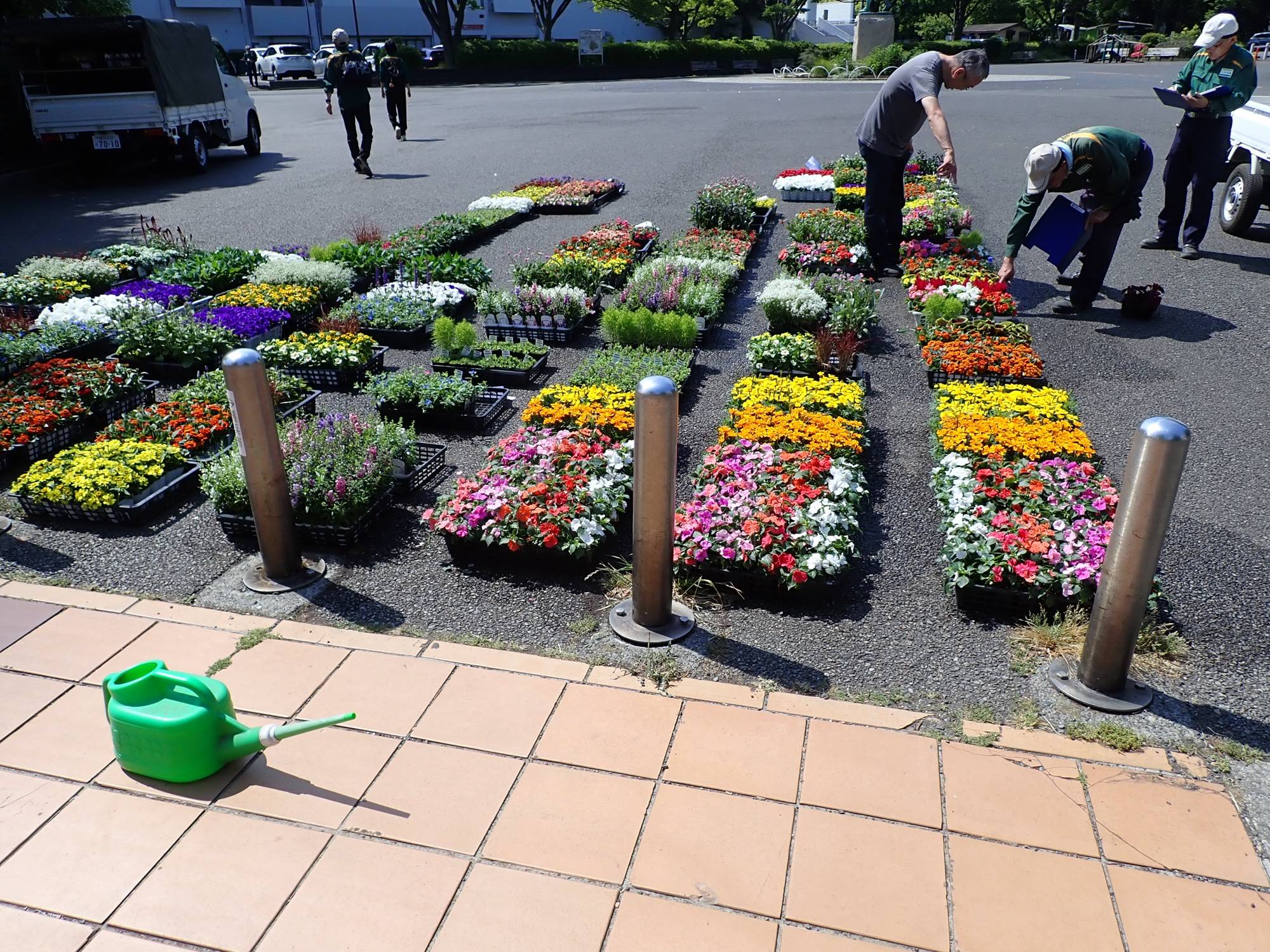 夏苗1.jpg