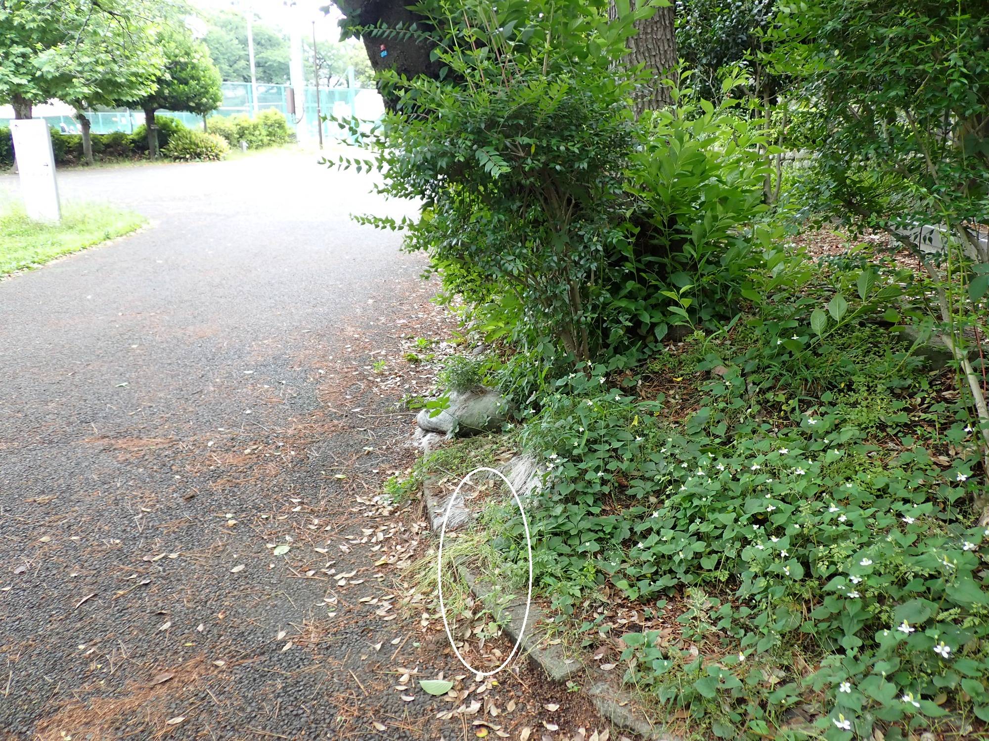 タムラソウ遠景.jpg
