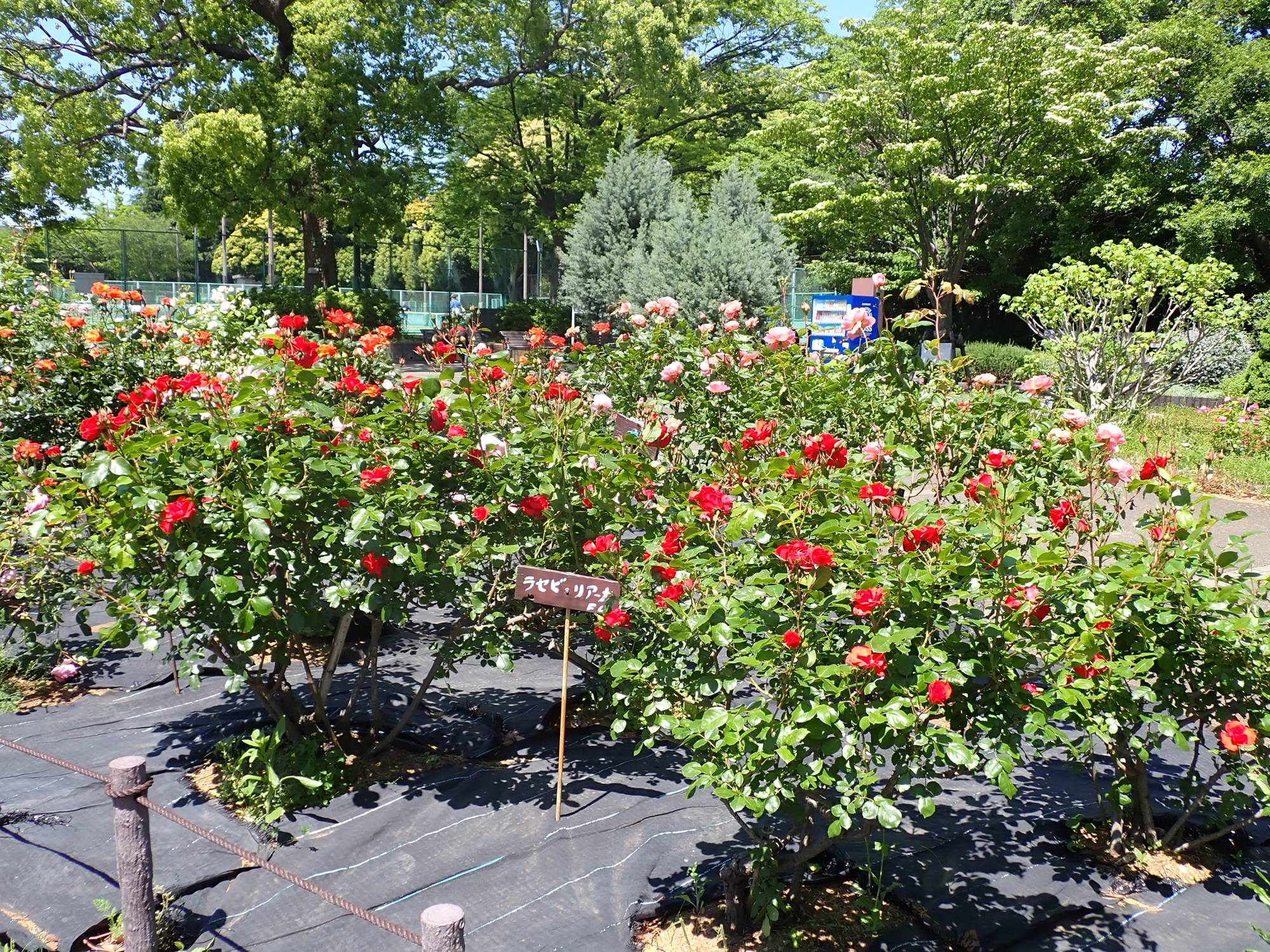 花壇広場のバラ園２.jpg