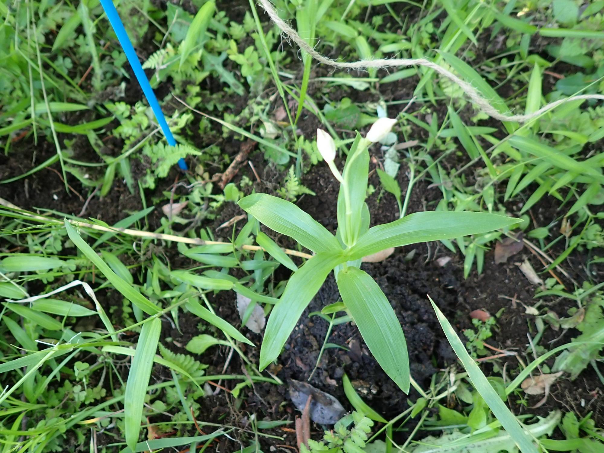 植えてみた１.jpg