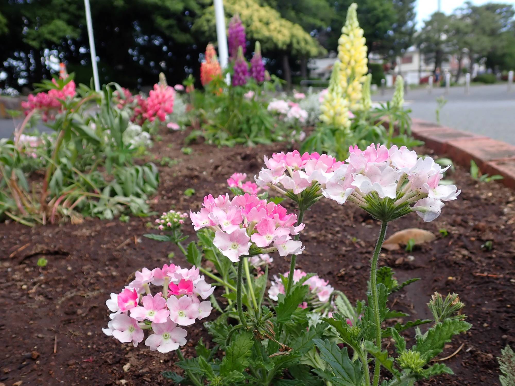 バス停の花壇２.jpg