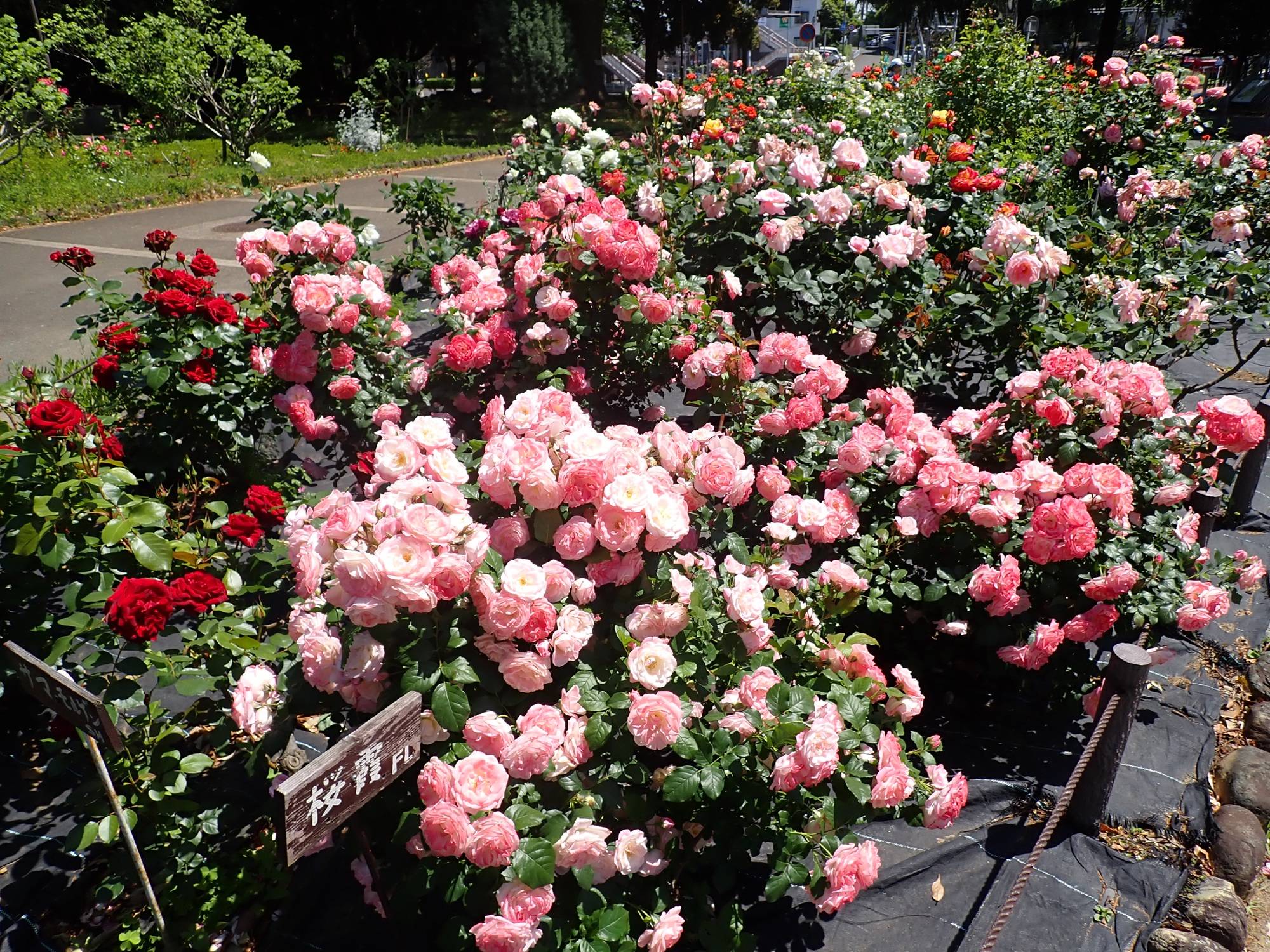 花壇広場のバラ園.jpg