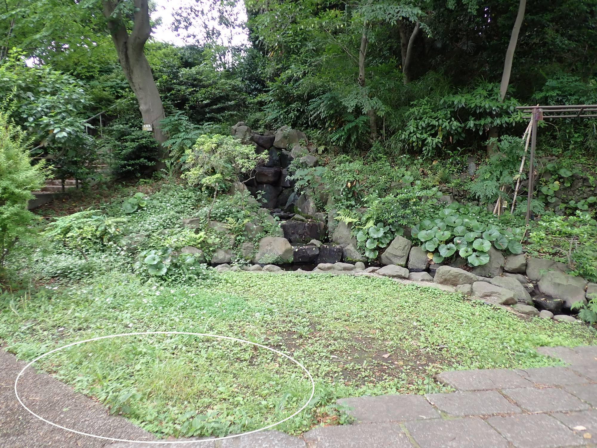 ハキダメギク遠景.jpg