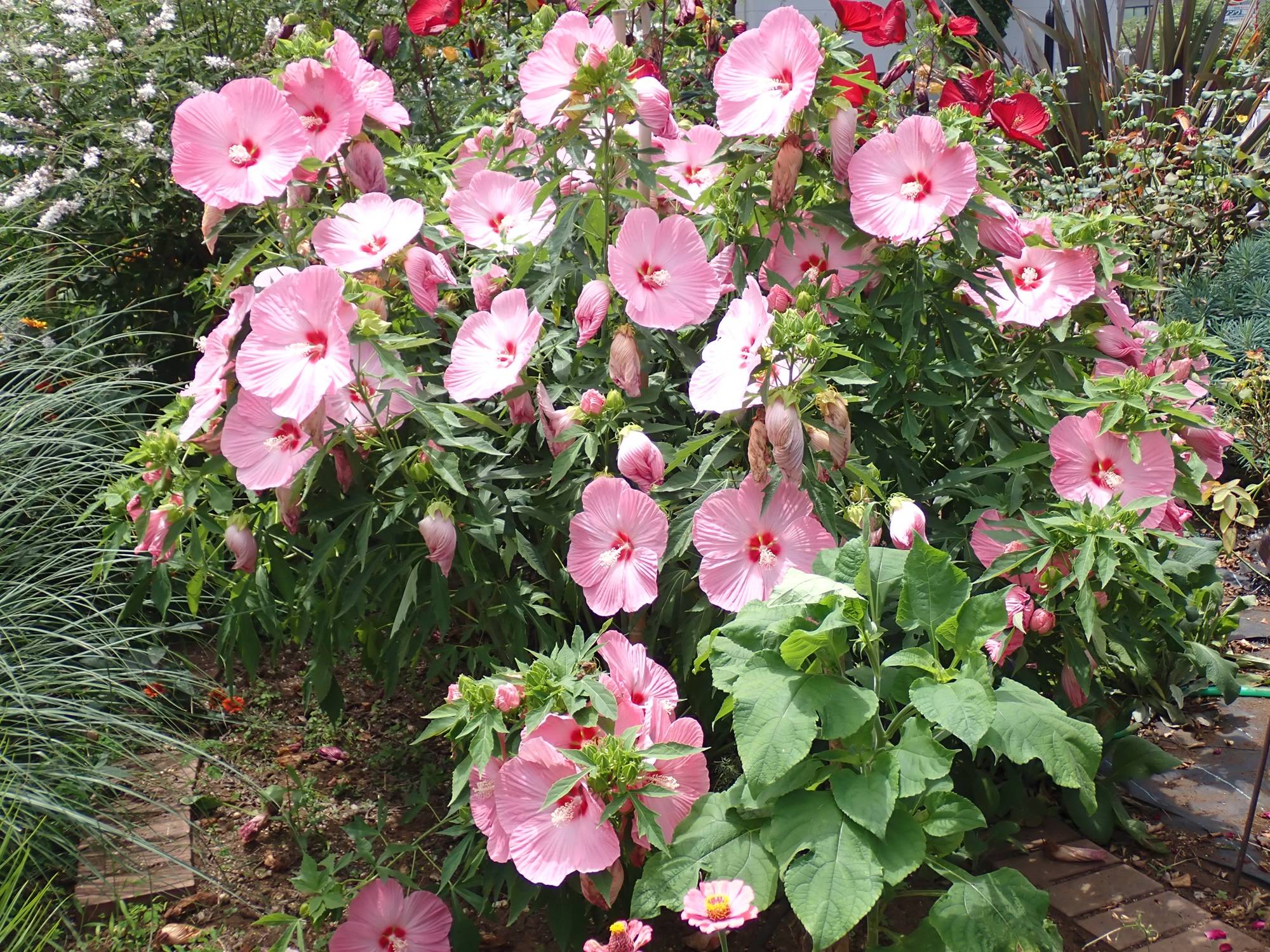 満開のタイタンビカス.jpg